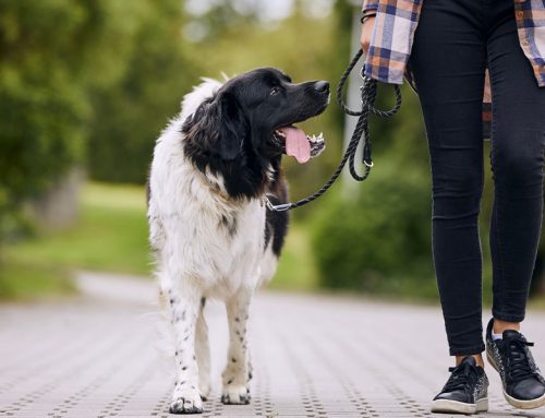A Lifeline for Your Pet’s Well-Being
