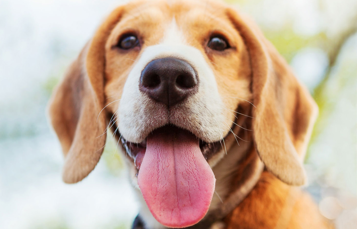 Close-up of a happy beagle with its tongue out, freshly checked by the vet. The dog's brown eyes and floppy ears are prominent against a blurred mix of green and blue, suggesting an outdoor setting.