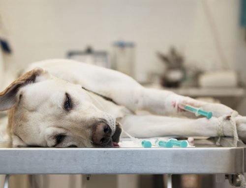 Top 10 Reasons Your Pet Might Need Urgent Care