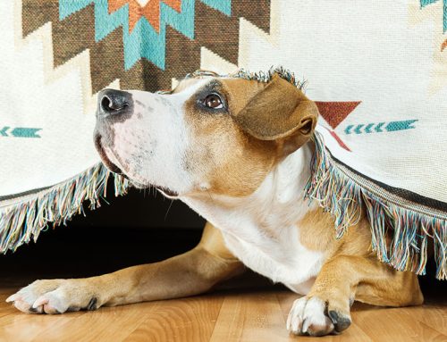 Riding Out the Storm:  Helping Dogs Overcome Thunderstorm Anxiety