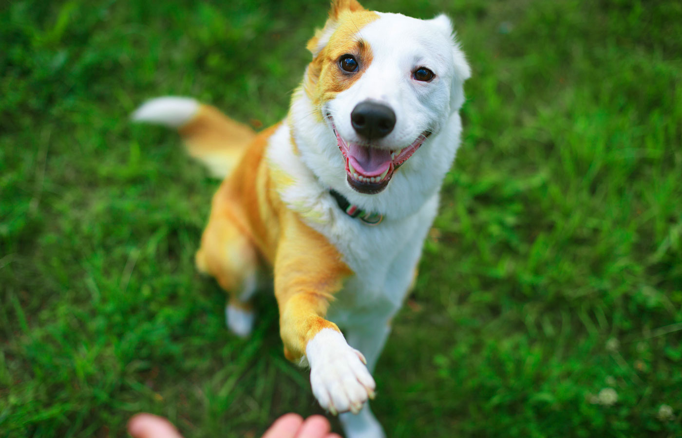 A happy dog with a tan and white coat sits on grass, playfully extending its paw toward a human hand. The dog's mouth is open in a friendly expression, as if ready for treats, perhaps after a fun visit to the vet. Its tail is slightly blurred, suggesting motion.