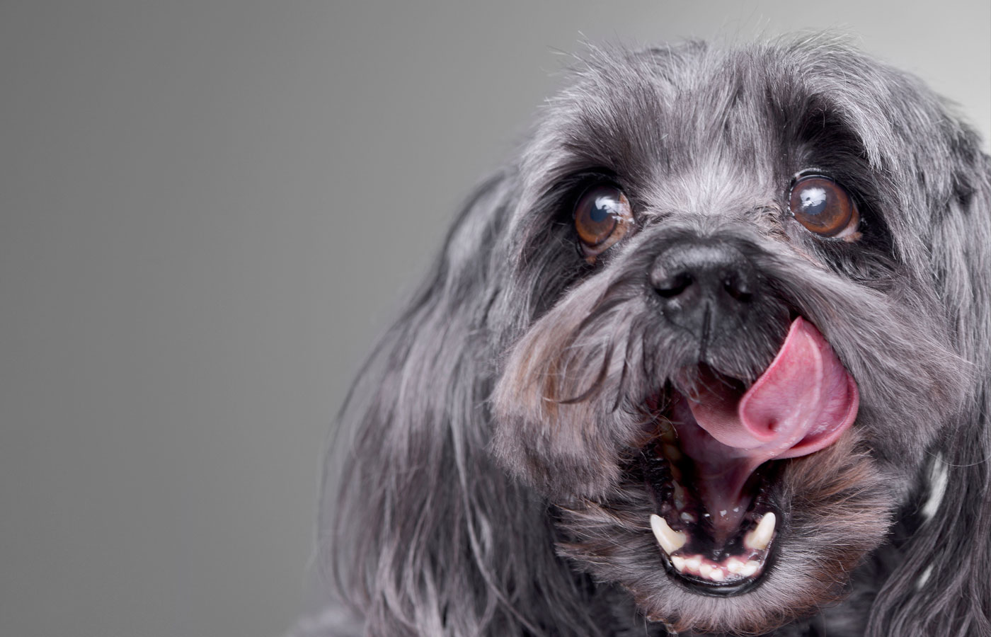 A close-up of a fluffy gray dog with big brown eyes, looking to the side while licking its nose with its pink tongue. The neutral gray background highlights the dog's expressive face, perfect for a veterinarian's clinic wall showcasing their friendly clients.