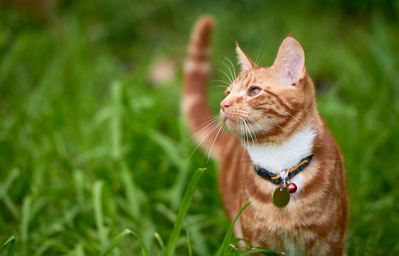 A ginger tabby cat with a white chest and paws stands on lush green grass. The cat wears a collar with a bell and tag from the veterinarian, looking alertly to the side, its tail upright.