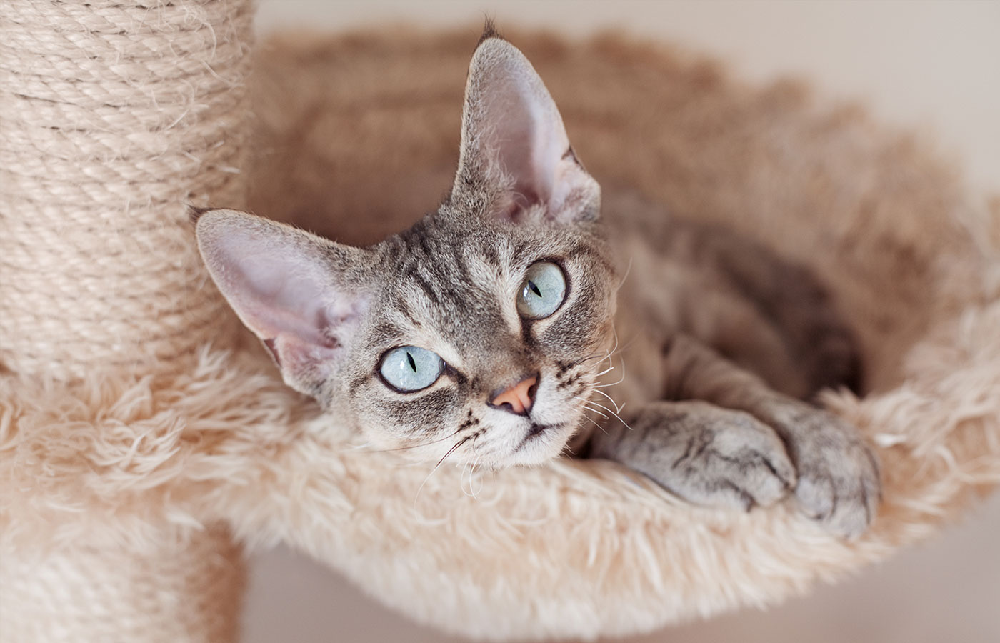 A grey tabby cat with striking blue eyes relaxes in a cozy, beige, furry hammock on a cat tree. The cat gazes directly at the camera, as if waiting for its next check-up with the vet, with its front paws resting comfortably on the edge.