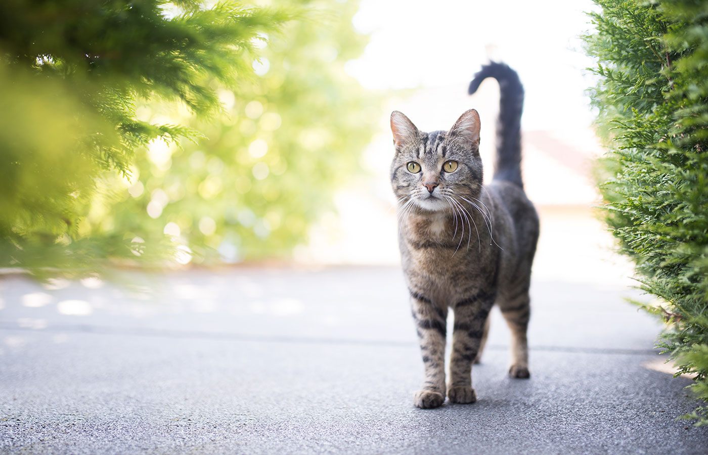 A tabby cat with green eyes walks confidently on a sunlit path, bordered by lush green shrubs. Its tail is raised as if on a vet-recommended stroll, with the background softly blurred, suggesting a sunny and peaceful outdoor setting.
