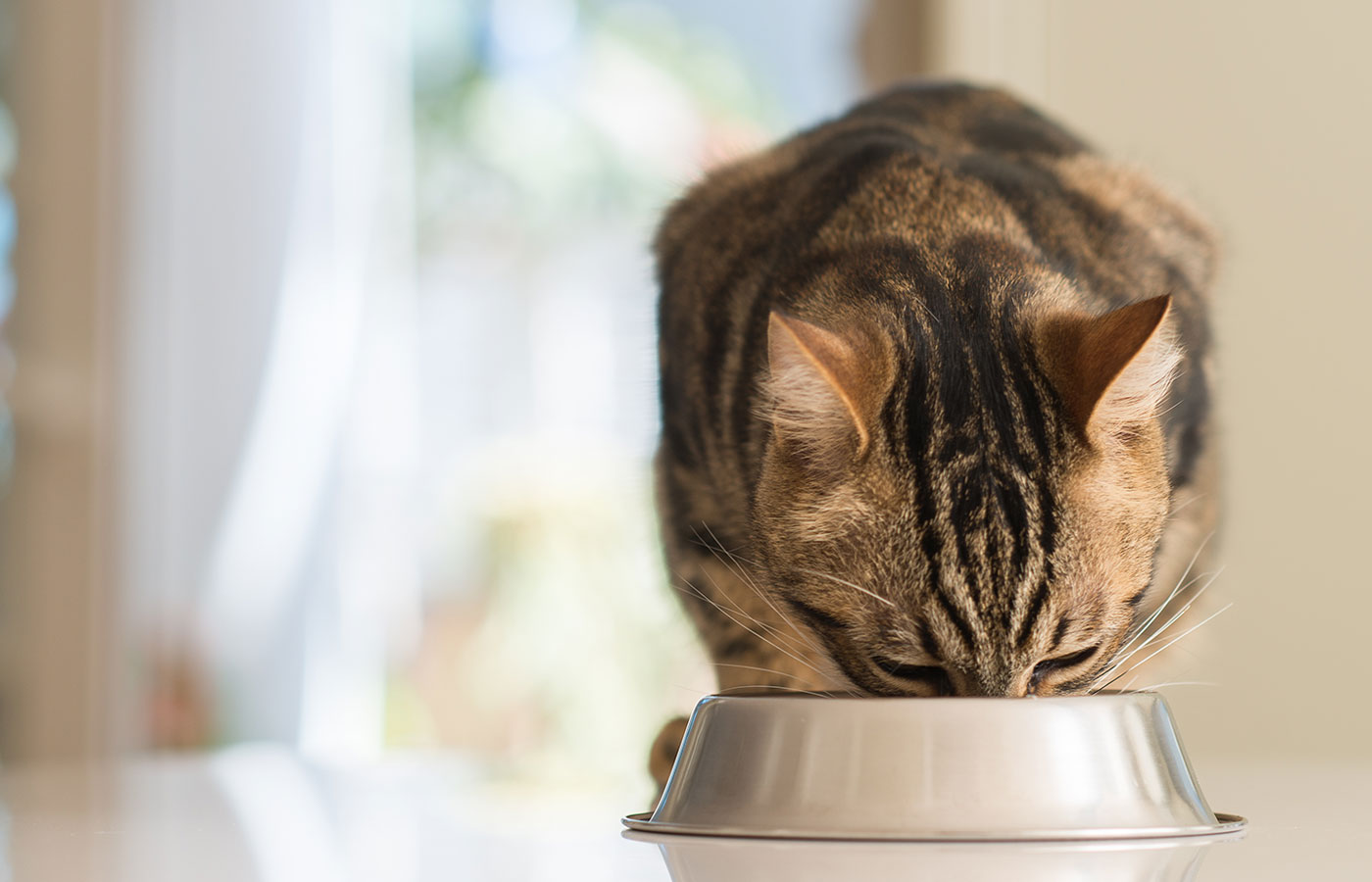A tabby cat is eating from a stainless steel bowl on a bright, blurred background. With its head down and ears perked up, the cat focuses on the food, as recommended by the veterinarian for optimal health.