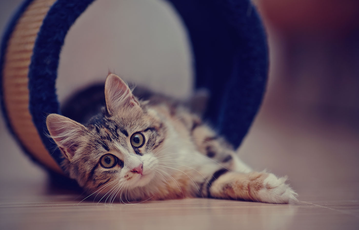 A fluffy kitten with tabby markings and white paws lies on the floor, playfully leaning out of a blue and beige cat tunnel. Its big eyes gaze curiously forward like it's waiting for the veterinarian, while its paw extends softly in front.