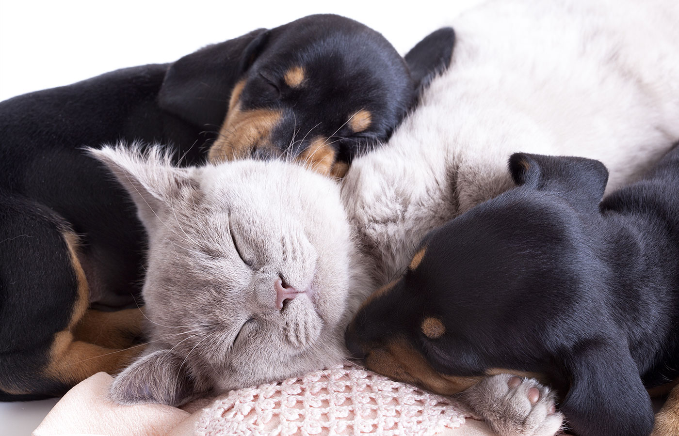 A gray cat peacefully sleeps, surrounded by three snuggling puppies with black and tan fur, resting their heads on its body. The background is a soft, knitted fabric, reminiscent of a veterinarian's comforting touch, creating a cozy atmosphere.