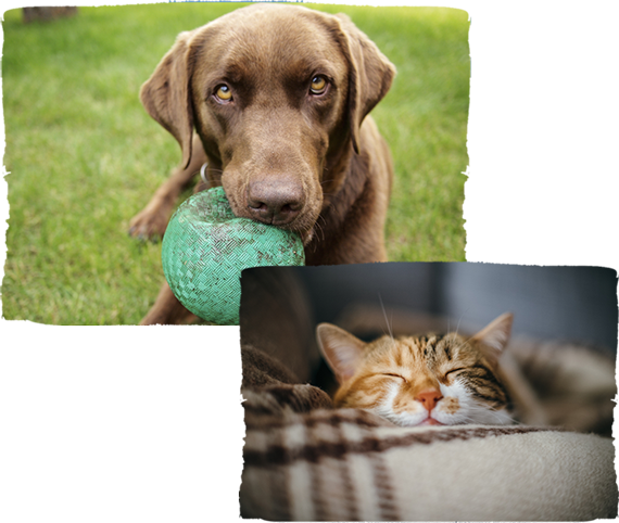 A brown dog holds a green ball while sitting on grass, as if waiting for the vet's approval. Below, a tabby cat sleeps peacefully on a plaid blanket, dreaming perhaps of veterinarian visits with gentle hands and calming voices.