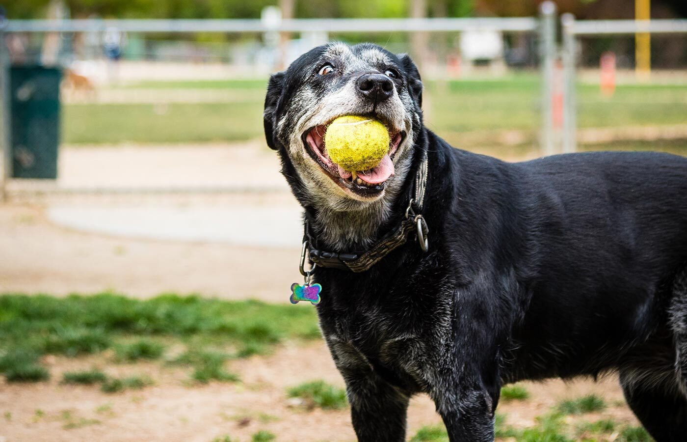 A black dog with a gray muzzle happily holds a yellow tennis ball in its mouth. Standing on the grass at a park, with a fence and blurry background visible, the dog—recently checked by the vet—wears a collar with tags.
