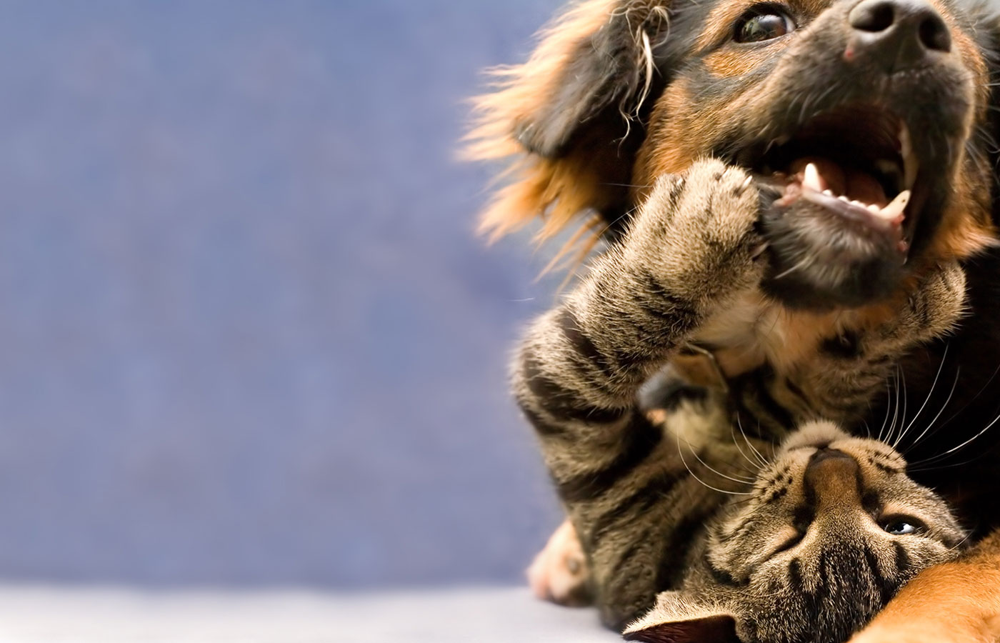 A playful puppy and a kitten are wrestling on the floor, reminiscent of a vet's waiting room antics. The kitten playfully paws at the puppy's face as they lie on a soft surface, with the puppy's mouth open in a playful expression. The background is a soft blue.