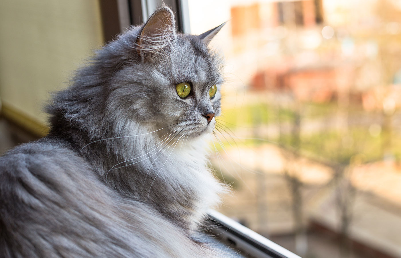 A fluffy gray cat with yellow eyes, once examined by the vet, gazes out a window, capturing its reflection. Sunlight softly illuminates its fur, while an out-of-focus cityscape provides a serene backdrop.