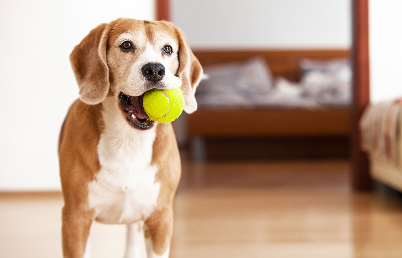 A brown and white dog stands indoors with a tennis ball in its mouth, embodying the playful spirit that any vet would adore. The background shows a blurry bedroom with a bed, while the dog looks directly at the camera, appearing playful and content.